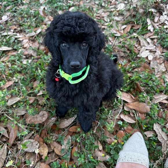 Meet your Posher, Debra - Picture 10 of 12